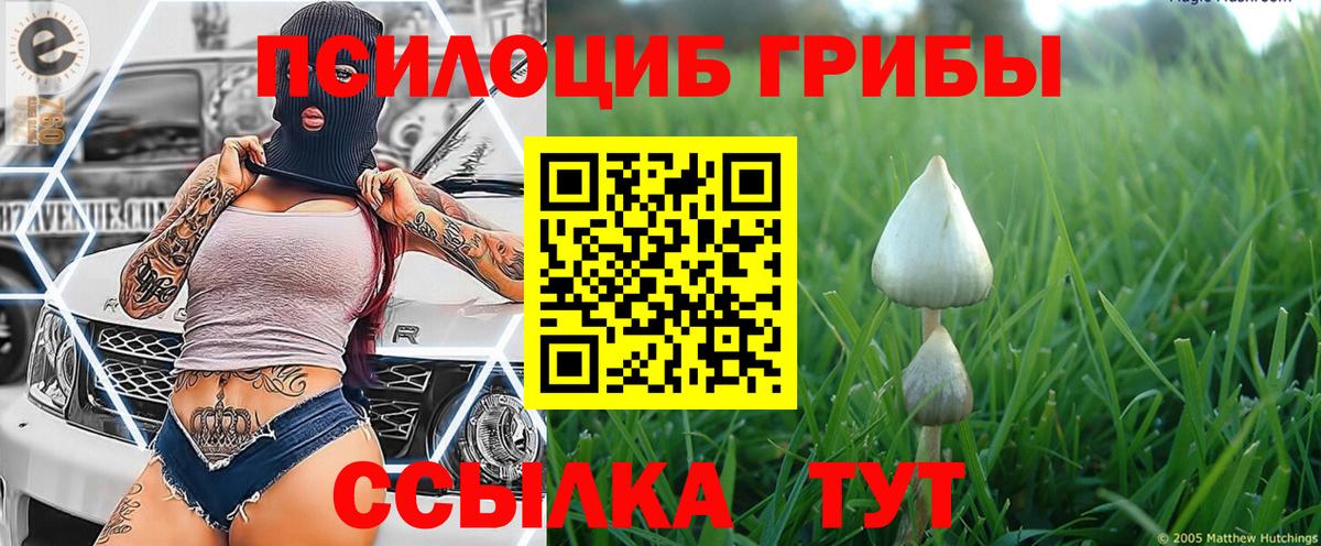 Псилоцибиновые грибы Psilocybine cubensis Челябинск